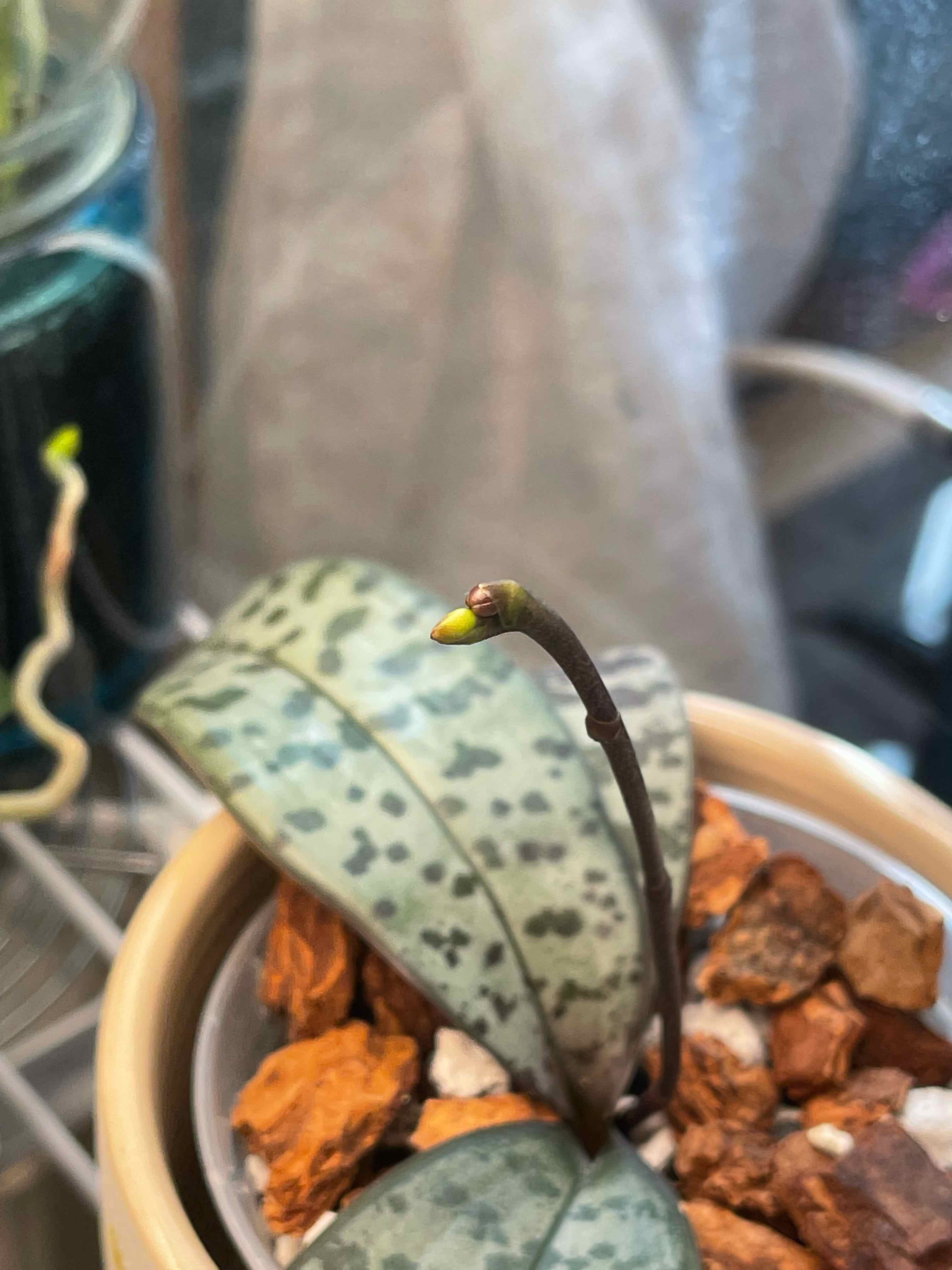 Plant care for Bamboo Orchid on Greg, the plant care app