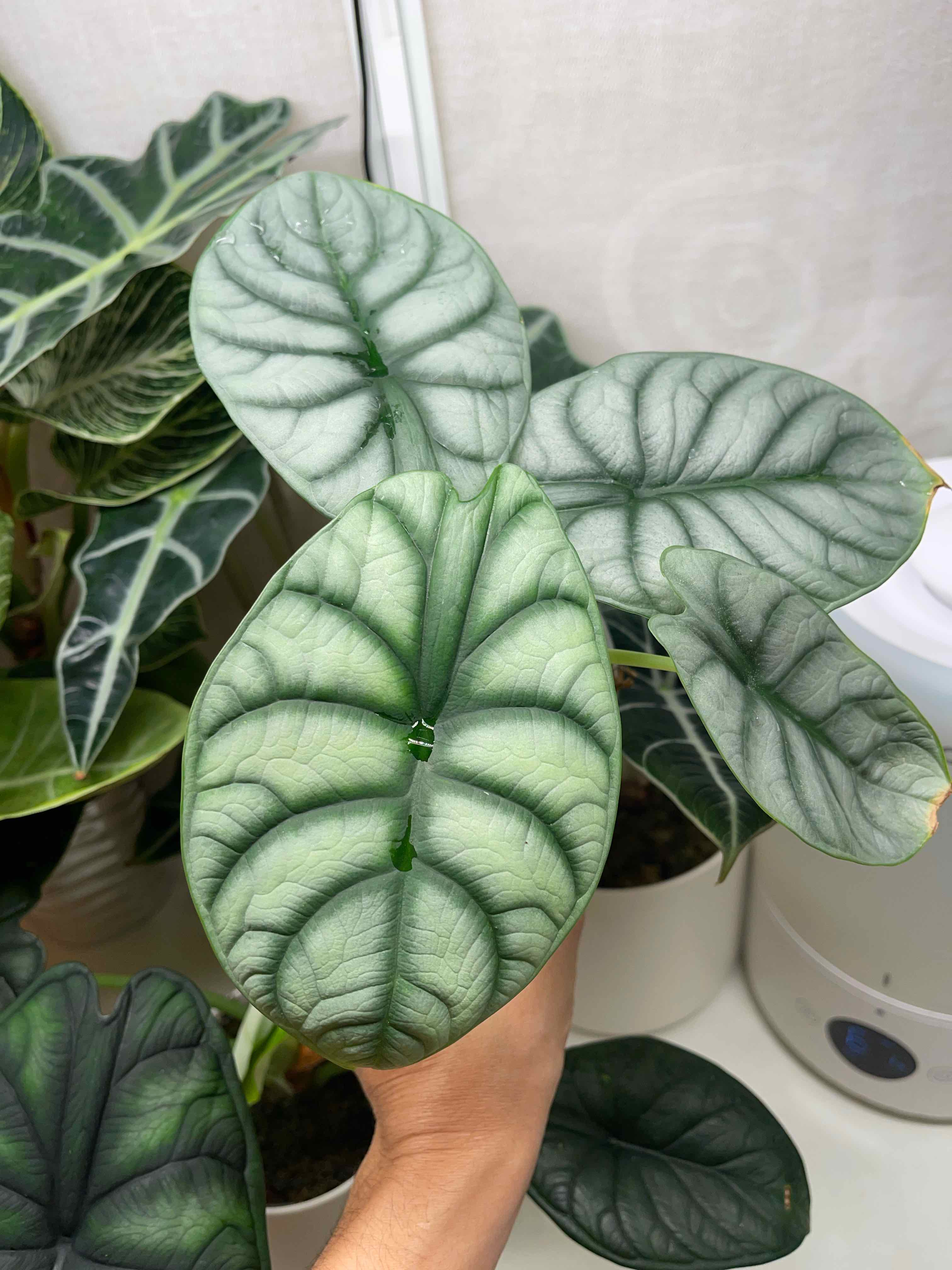Silver Dragon plant with healthy, silver-green leaves and dark green veins. Hand holding a leaf.