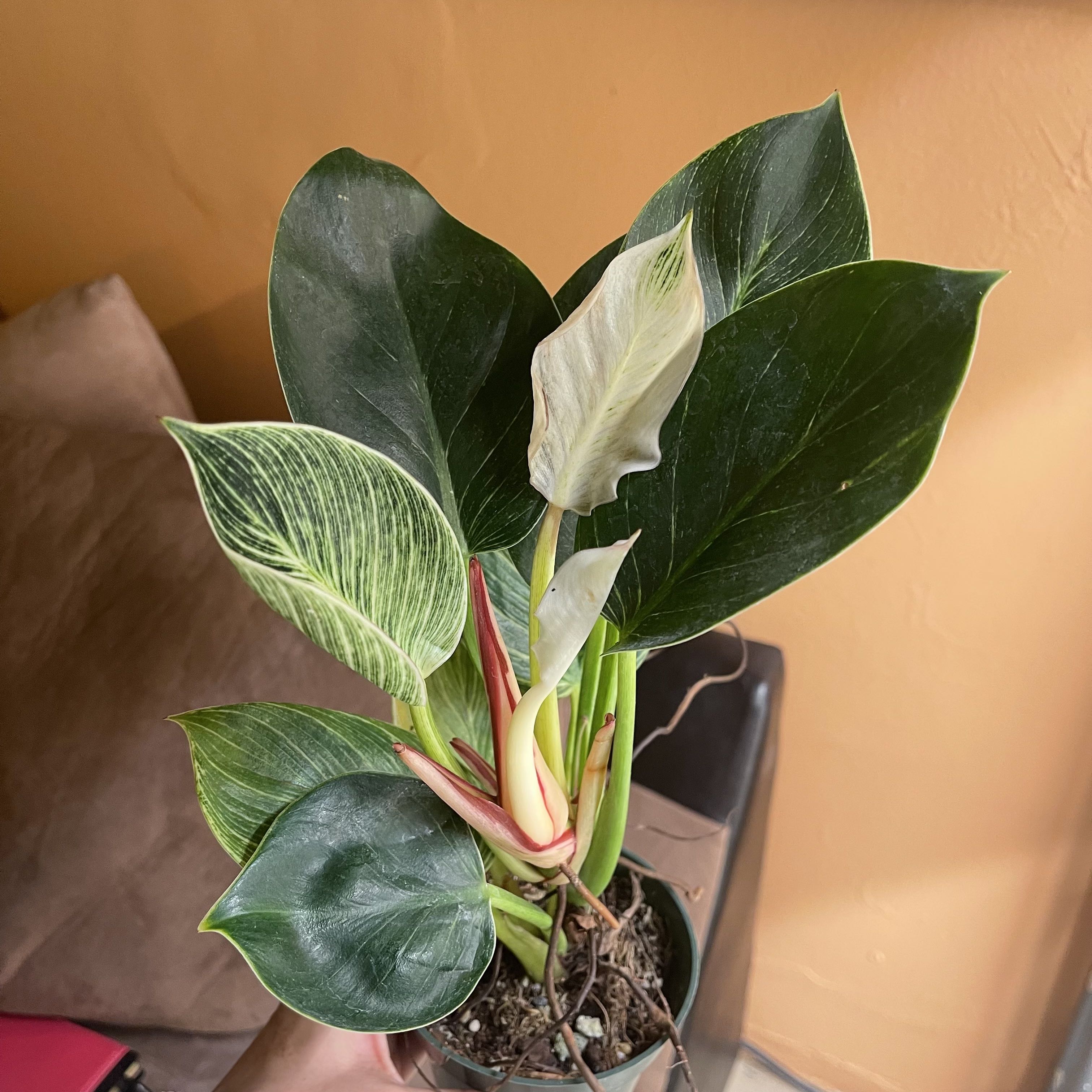 Photo from the post