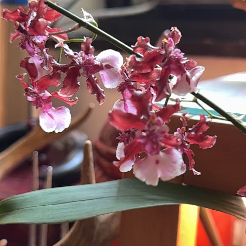 Photo of the plant species Oncidium sharry baby 'Sweet Fragrance' by @melaza named Sharry Baby on Greg, the plant care app