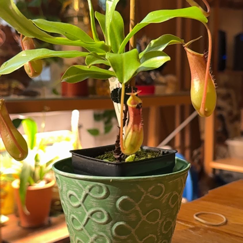 X Ventrata