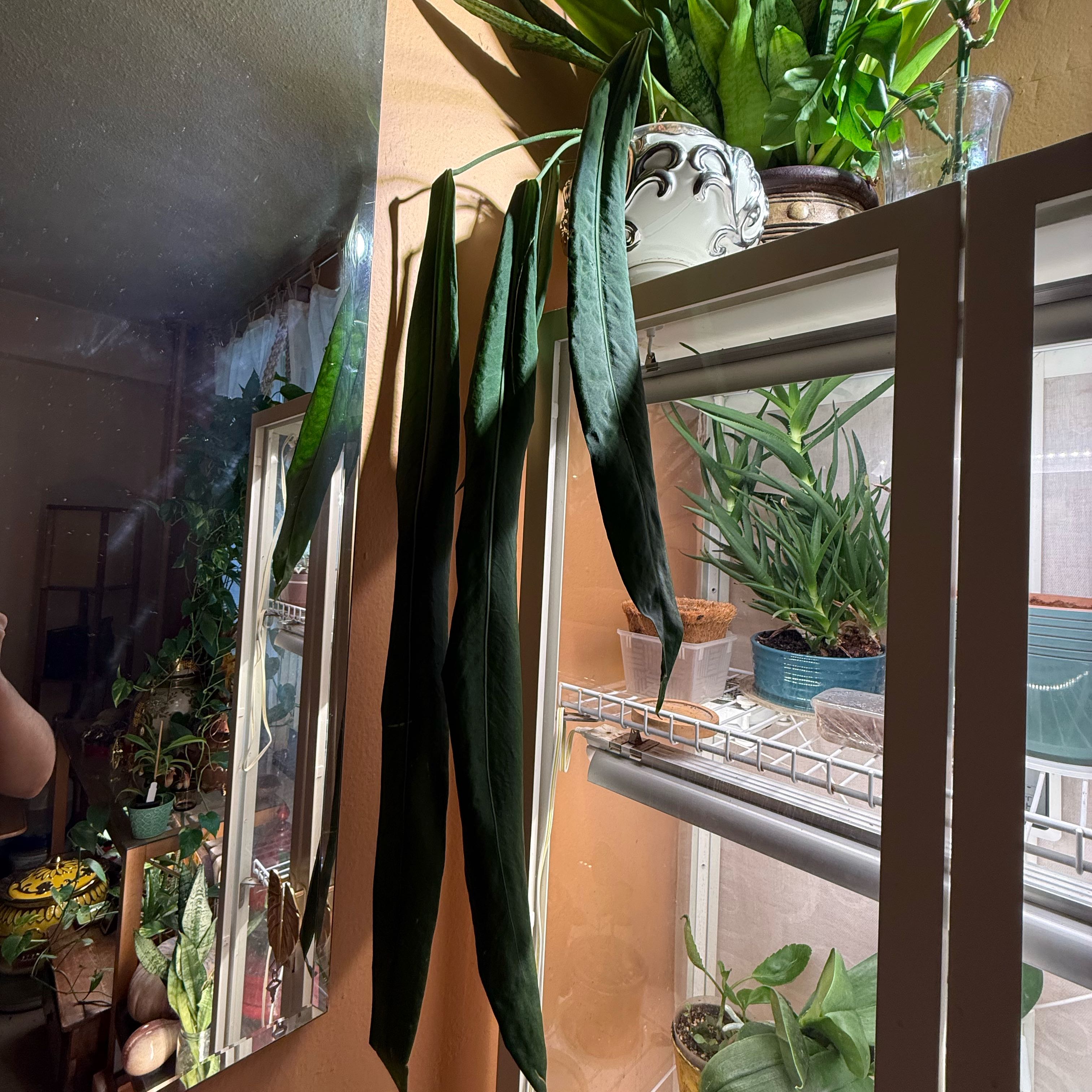 Photo of the plant species Palidiforum by @melaza named Pali on Greg, the plant care app