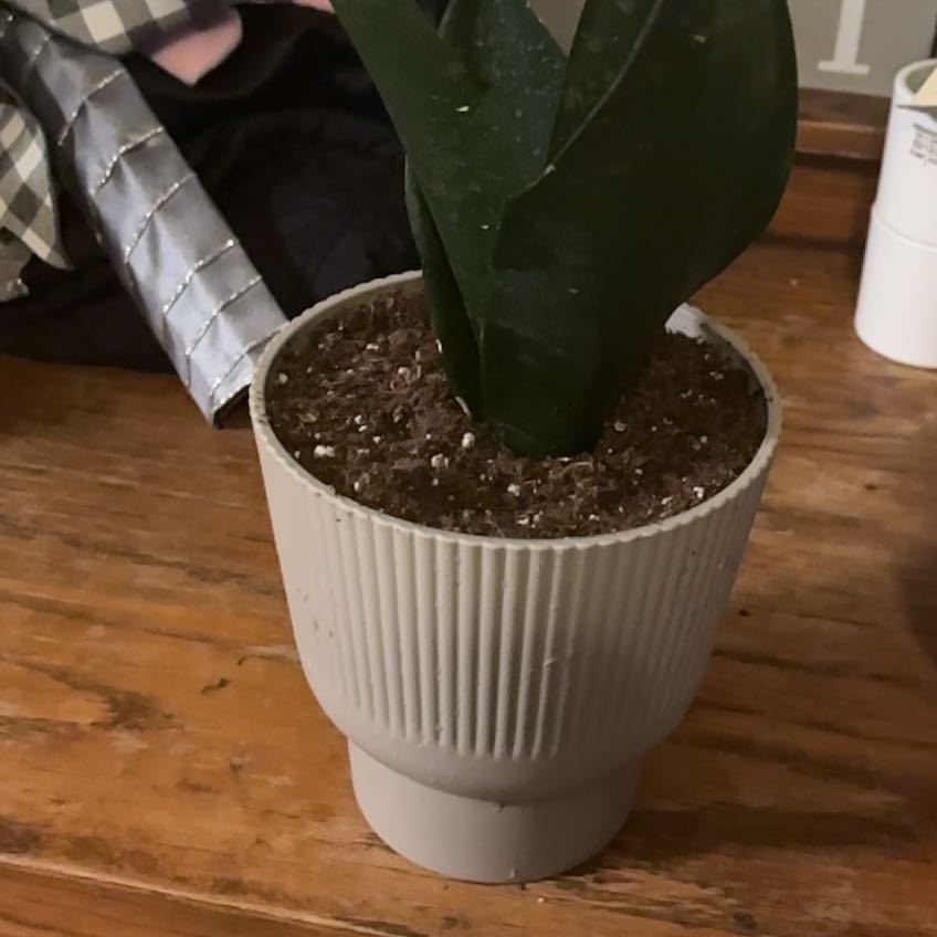 Photo of the plant species Sansevieria Robusta by @ExecBreweroak named Terra on Greg, the plant care app