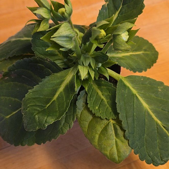 Photo of the plant species Florist's Gloxinia by @WhimsicalBex named Velvateen on Greg, the plant care app