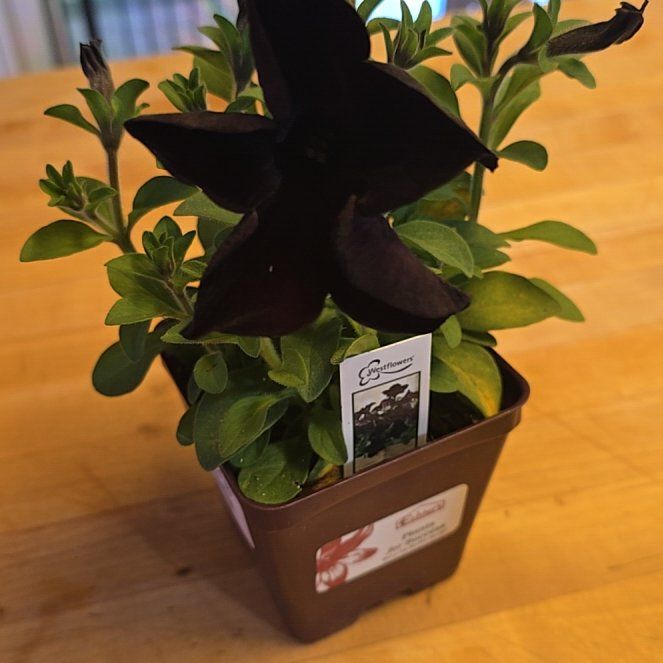 Photo of the plant species Black Mamba by @WhimsicalBex named Black mamba on Greg, the plant care app