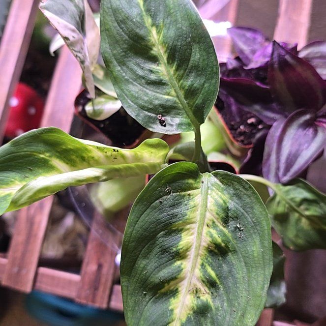 Photo of the plant species Dumb cane,Leopard lily by @WhimsicalBex named Lill on Greg, the plant care app