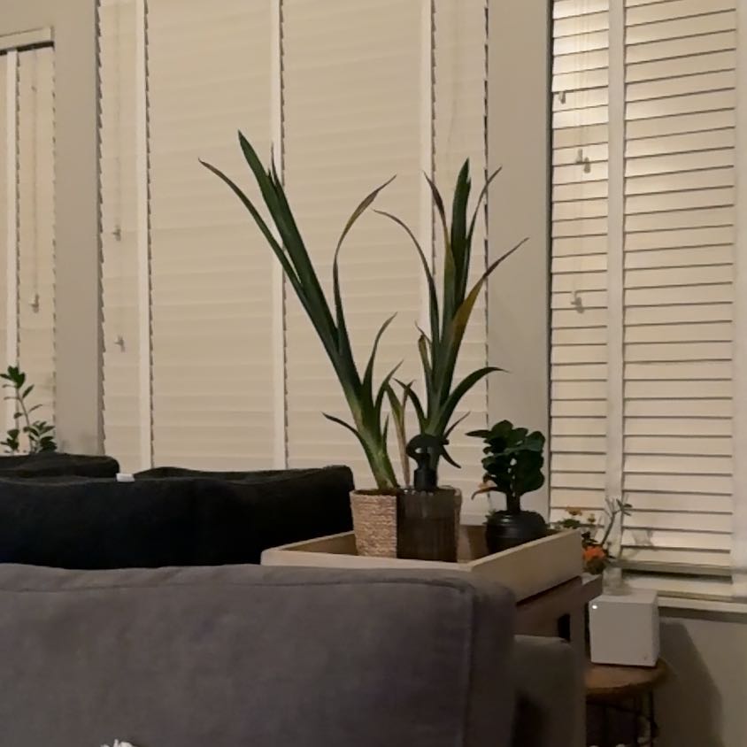 Photo of the plant species Billbergia 'Rubra' by @YardCurlyjade71 named Queen on Greg, the plant care app