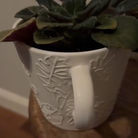 Photo of the plant species African Violet by @YardCurlyjade71 named Bruce Lee on Greg, the plant care app