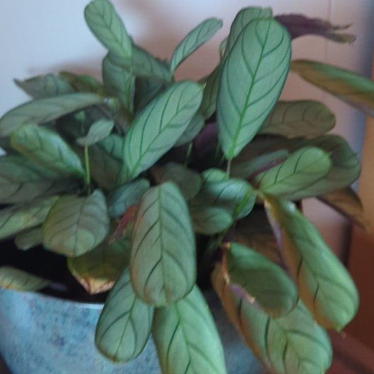 Photo of the plant species Never Never Plant by @AceRainbow81 named LiloStitch on Greg, the plant care app