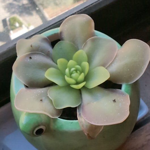 Photo of the plant species Pinguicula 'Weser' by @ZestfullyTomato named Beyonce on Greg, the plant care app