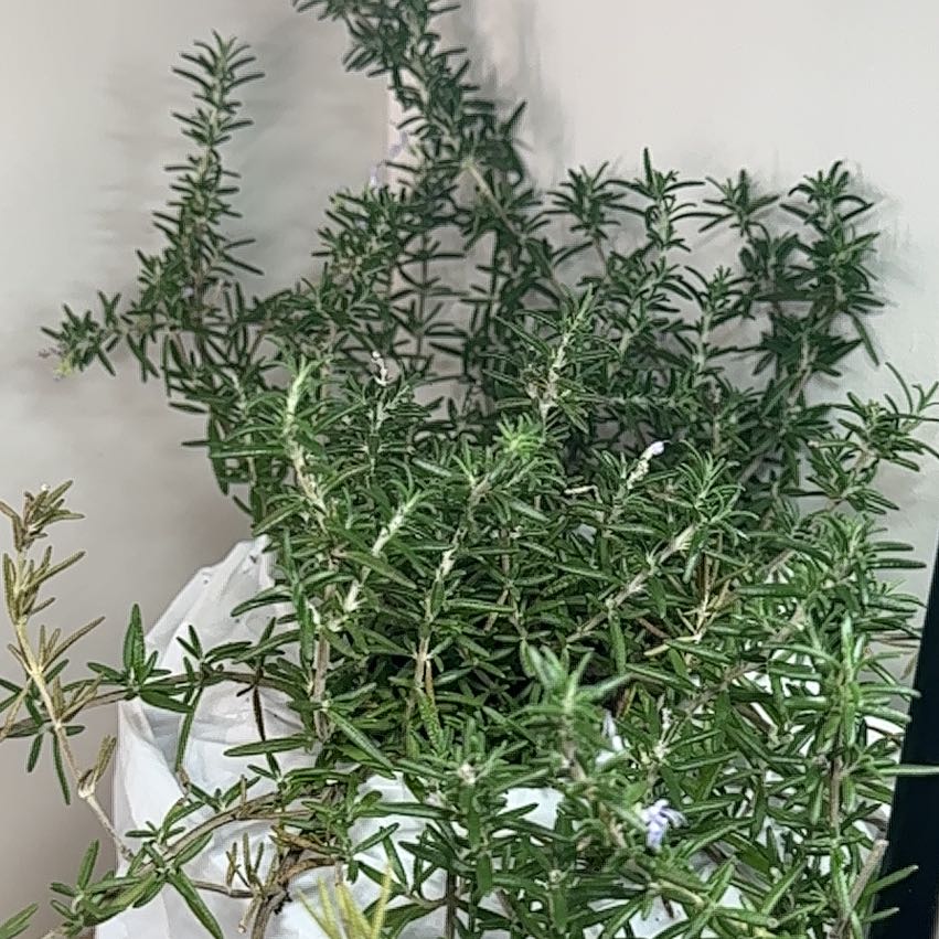 Photo of the plant species Trailing Rosemary by @BentonTupeia named Clooney on Greg, the plant care app