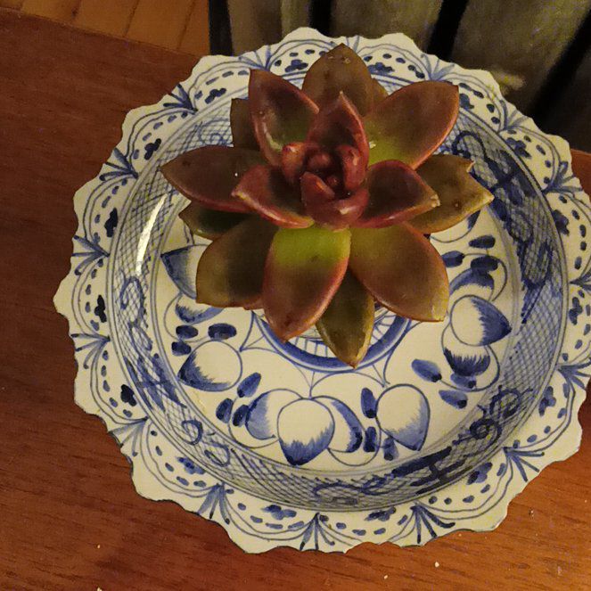 Photo of the plant species Echeveria Red Rose by @LikelyBonsi89 named Naomi on Greg, the plant care app