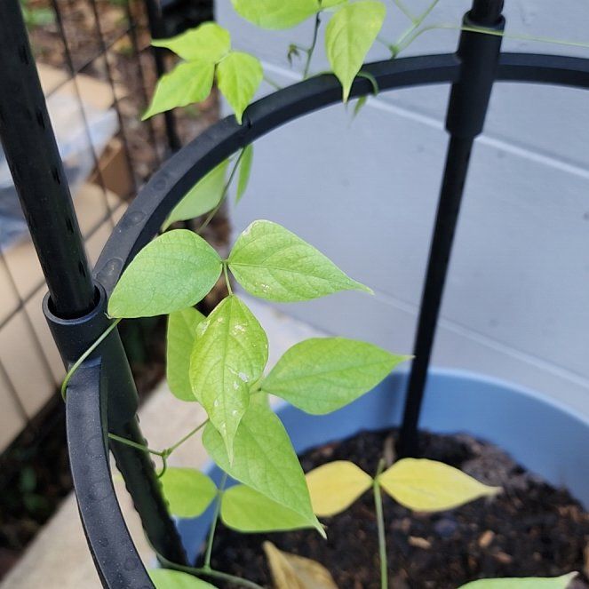 Photo of the plant species Cochliasanthus Caracalla by @GoodBroom36 named Orlando Bloom on Greg, the plant care app
