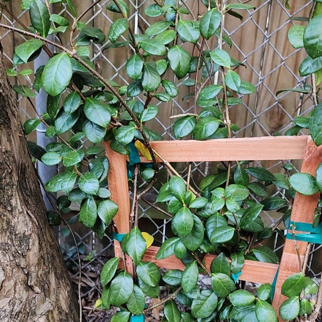 Photo of the plant species jasmine by @GoodBroom36 named Emerson on Greg, the plant care app