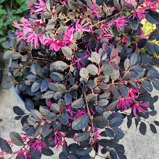 Photo of the plant species Ruby Loropetalum by @GoodBroom36 named Sproutacus on Greg, the plant care app