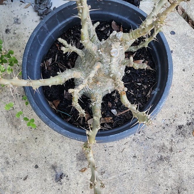 Photo of the plant species Kudu Lily by @GoodBroom36 named Kardashian on Greg, the plant care app