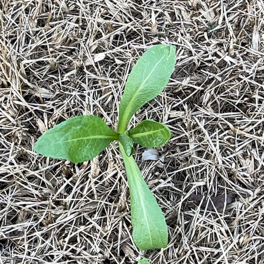 Photo of the plant species Devilsbit by @AliveXylococcus named Leaf Erickson on Greg, the plant care app