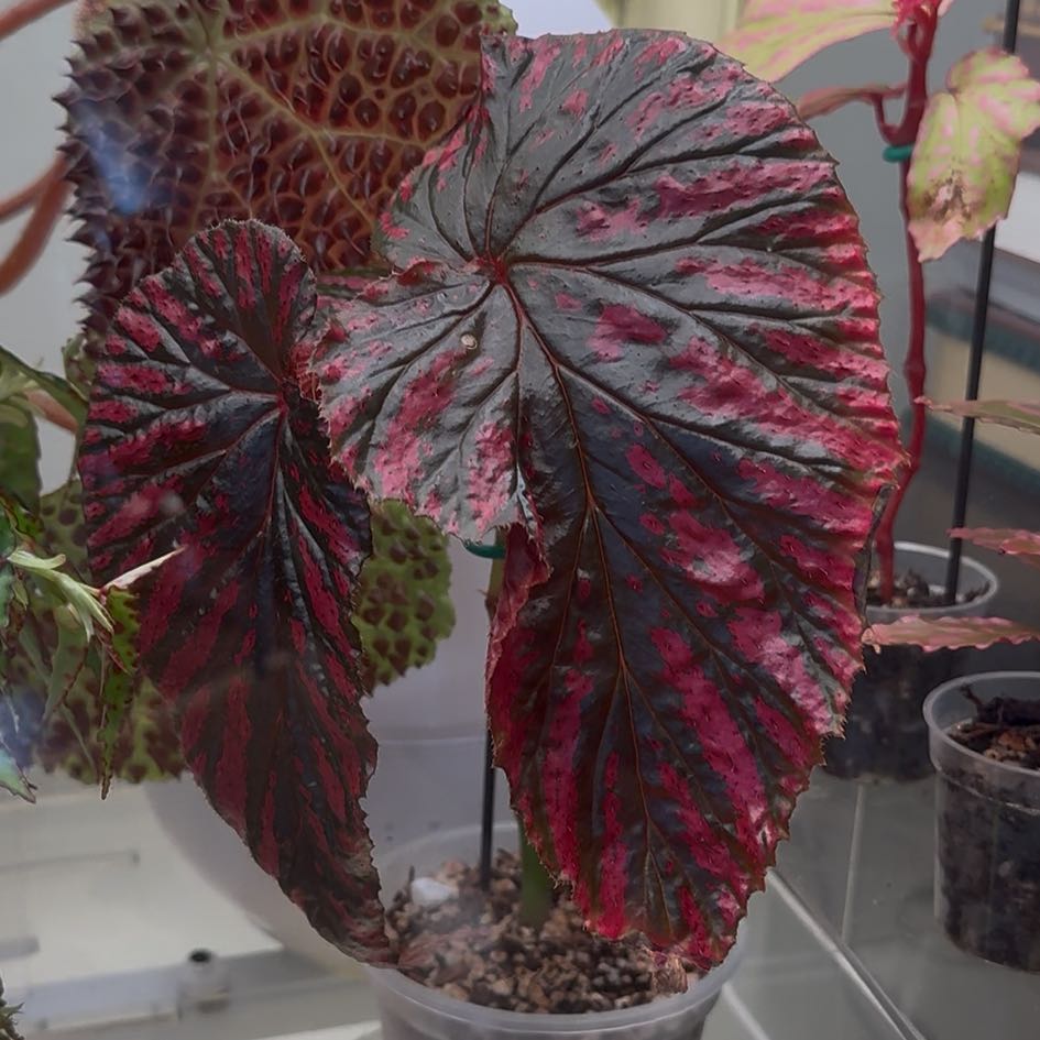 Photo of the plant species Begonia brevirimosa subsp. brevirimosa by @MarvelKiekie13 named Harmony on Greg, the plant care app