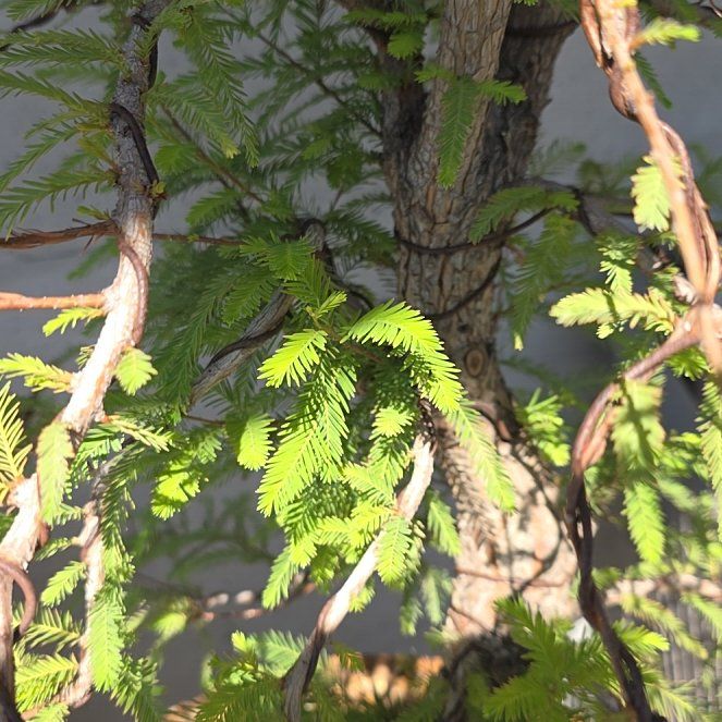 Photo of the plant species Mexican Cypress by @SirRedpine5 named Anne on Greg, the plant care app