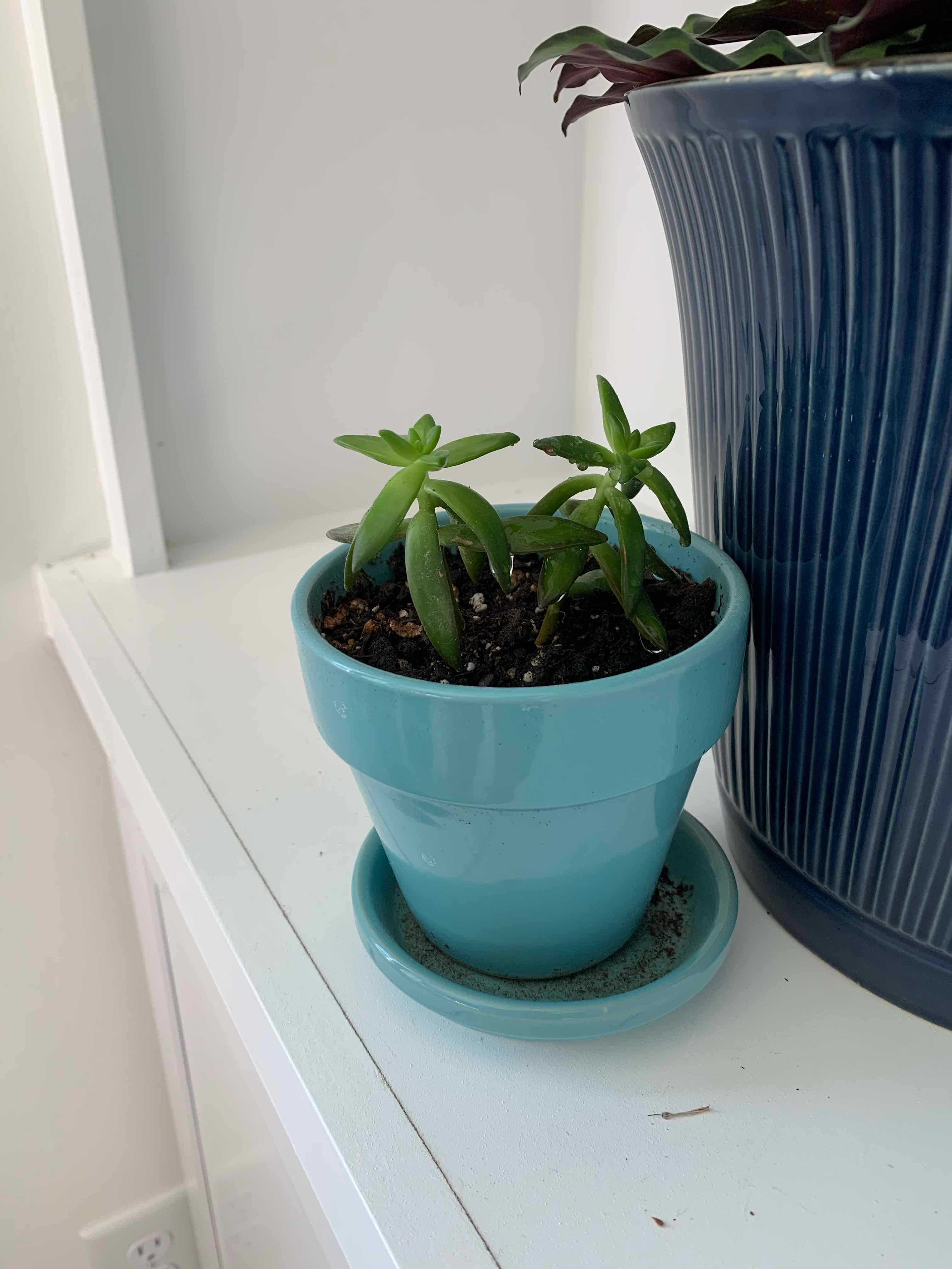 Crassula capitella 'Campfire' plant in a blue pot on a white shelf.