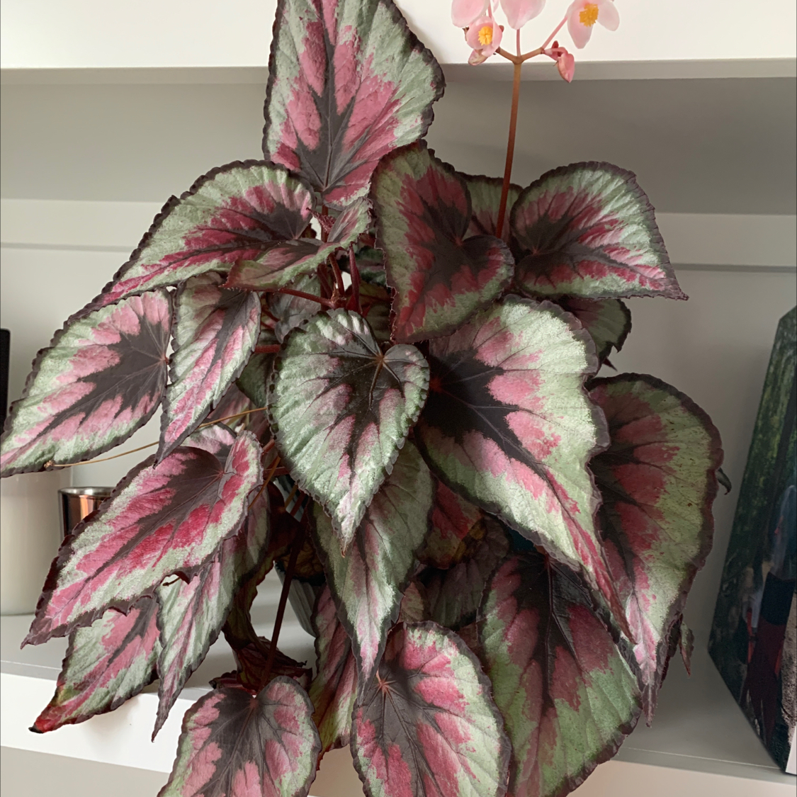 Photo of the plant species Begonia cucullata by @MbrookeM named Harry on Greg, the plant care app