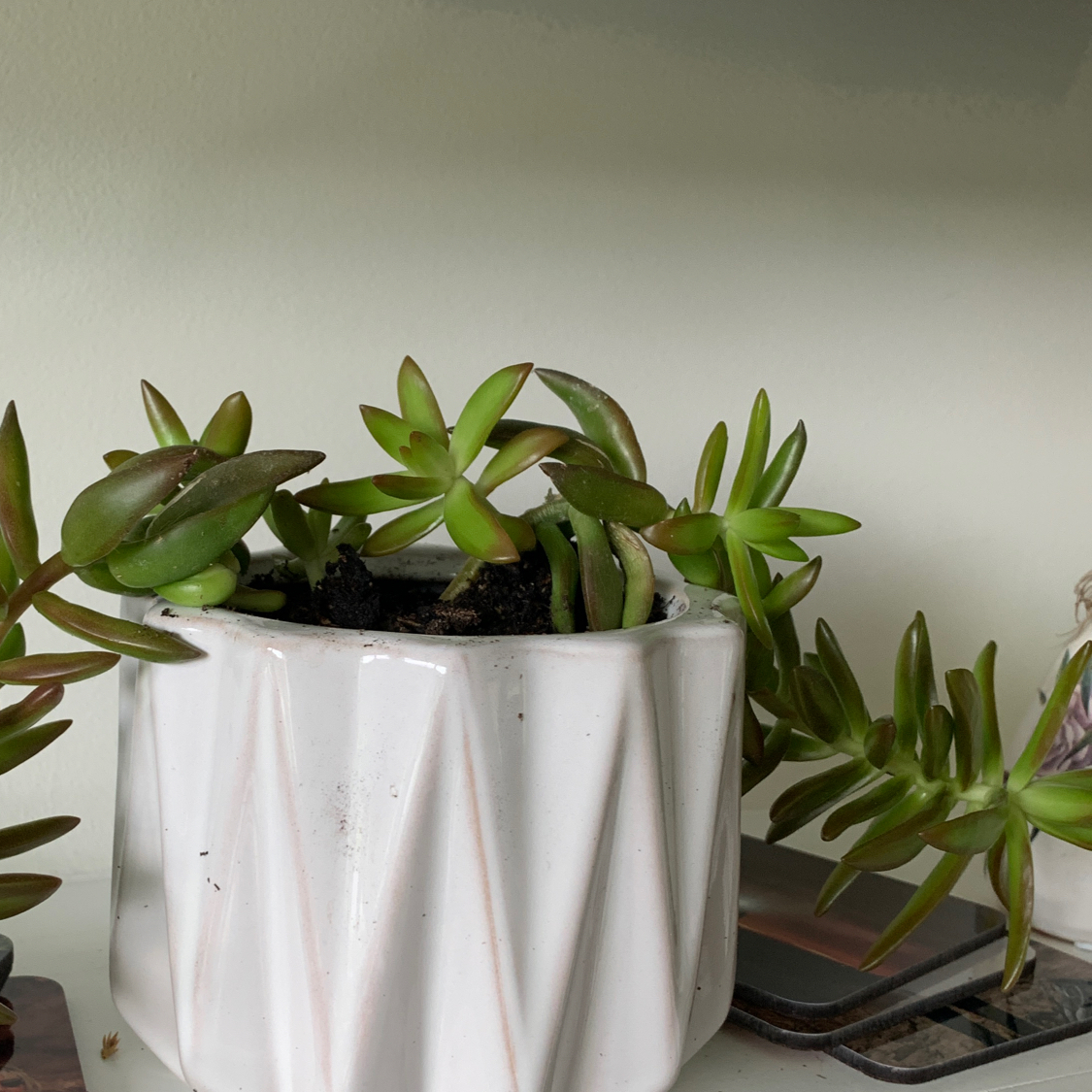 Photo of the plant species Crassula capitella 'Campfire' by @MbrookeM named Xena on Greg, the plant care app