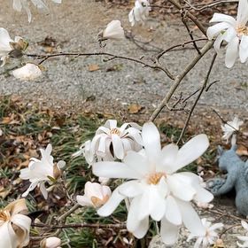 Photo of the plant species Bloodroot by @WingedLemonfern named Harper on Greg, the plant care app