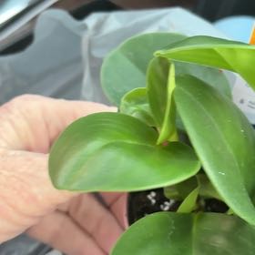 Photo of the plant species baby rubber plant by @CivilFirebush84 named Kobe on Greg, the plant care app