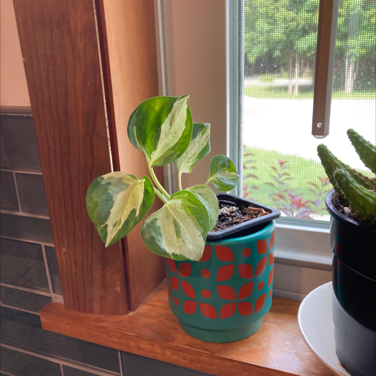 Snow Queen Pothos plant in a decorative pot on a windowsill, with healthy variegated leaves.