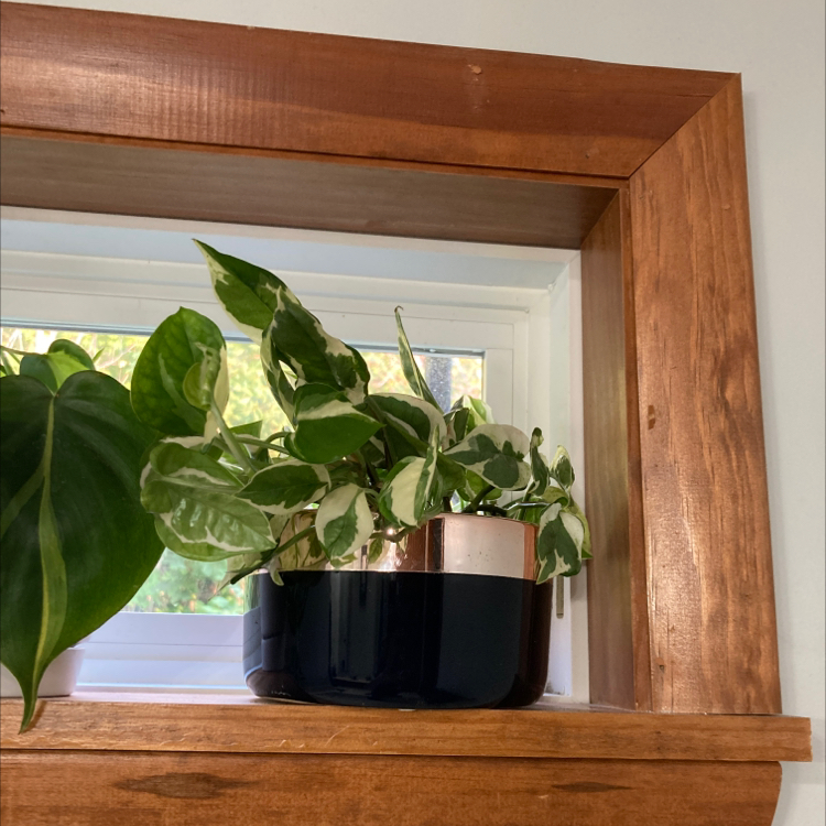 Pearls and Jade Pothos plant on a wooden windowsill with another plant partially visible.