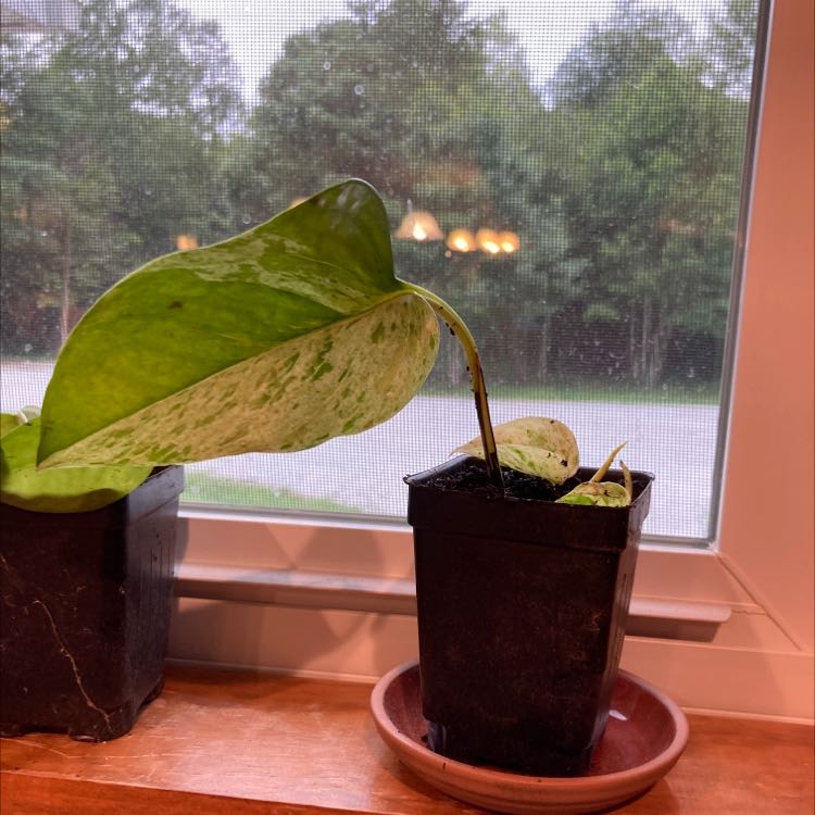 Snow Queen Pothos plant with variegated leaves on a windowsill, showing signs of yellowing and browning.