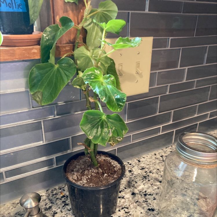 Potted Clubed Begonia plant on a kitchen counter with some yellowing and browning leaves.
