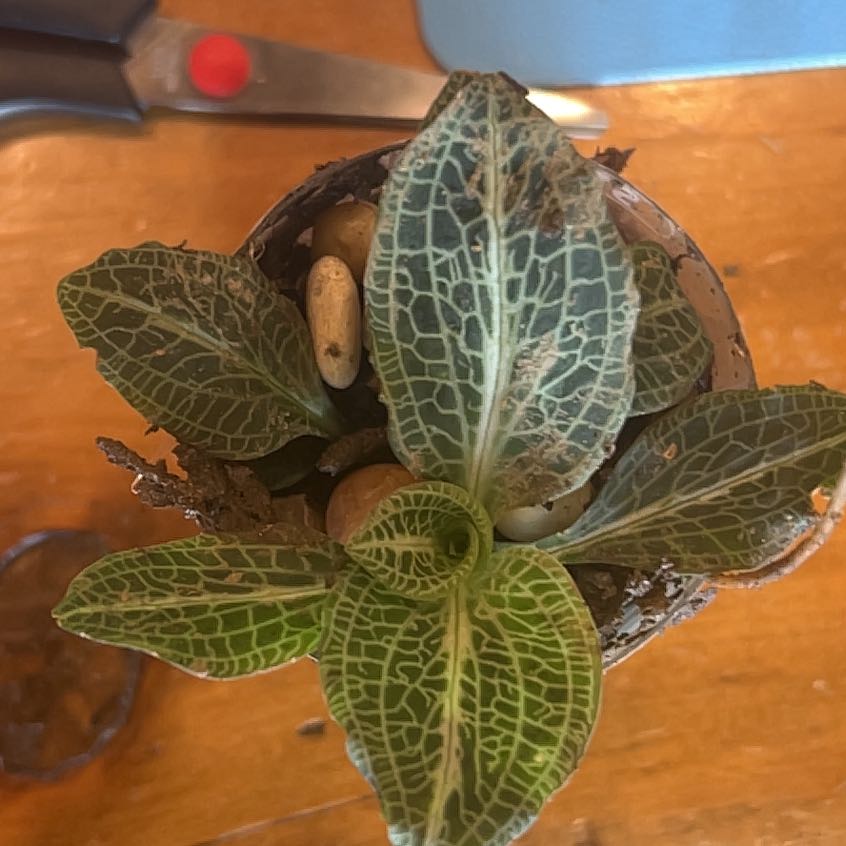 Photo of the plant species Downy Rattlesnake Plantain by Angela named Hemingway on Greg, the plant care app