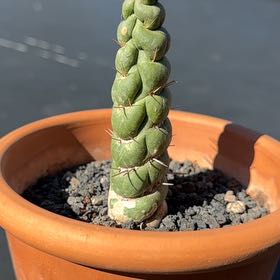 Photo of the plant species Eulychnia castanea var. varispiralis by @theSavageLand named Michelle Branch on Greg, the plant care app