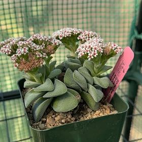 Photo of the plant species Crassula Morgan Hybrid w. Silver Springtime by @theSavageLand named Fernie Mac on Greg, the plant care app
