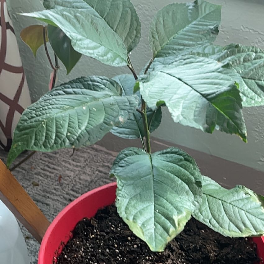 Photo of the plant species Bing Cherry Tree by @PeacefulMelon48 named Gomez on Greg, the plant care app