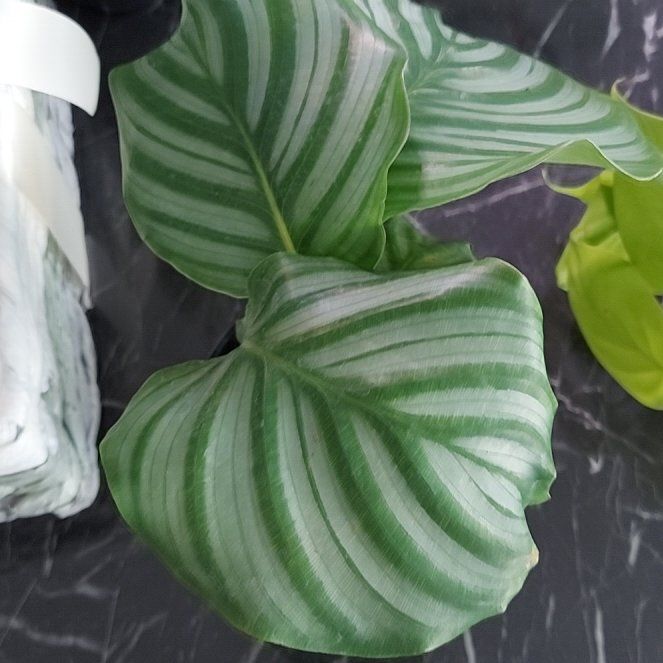 Photo of the plant species Calathea 'Orbit Peacock' by @ZingWhiteviolet named Maya on Greg, the plant care app