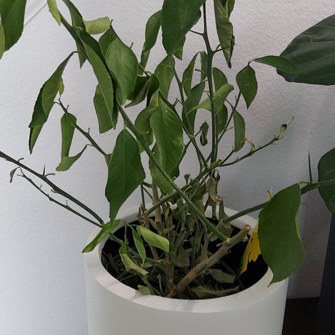 Photo of the plant species Meyer Lemon by @ZingWhiteviolet named Orlando Bloom on Greg, the plant care app