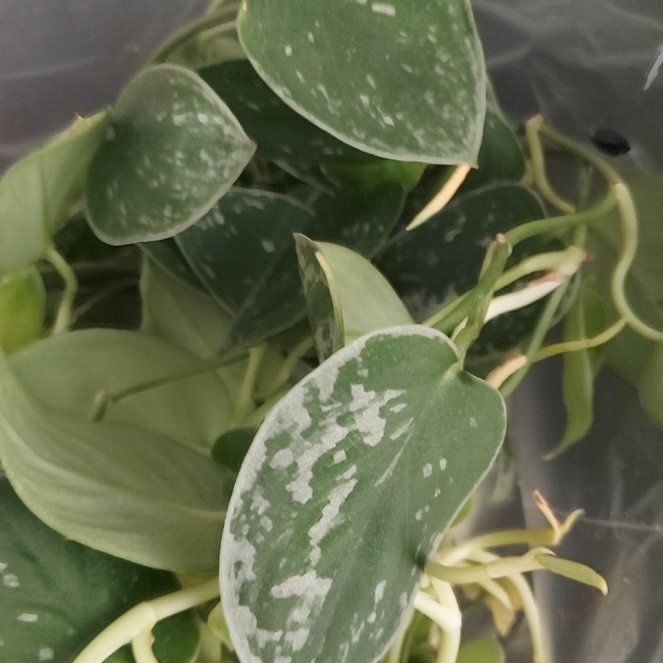 Photo of the plant species Scindapsus 'Silvery Ann' by @ZingWhiteviolet named Harry on Greg, the plant care app