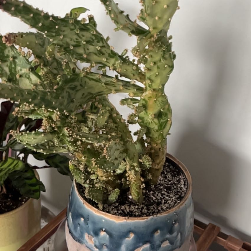 Photo of the plant species Maverick Variegated Prickly Pear by @FitCobnut27 named Dory on Greg, the plant care app