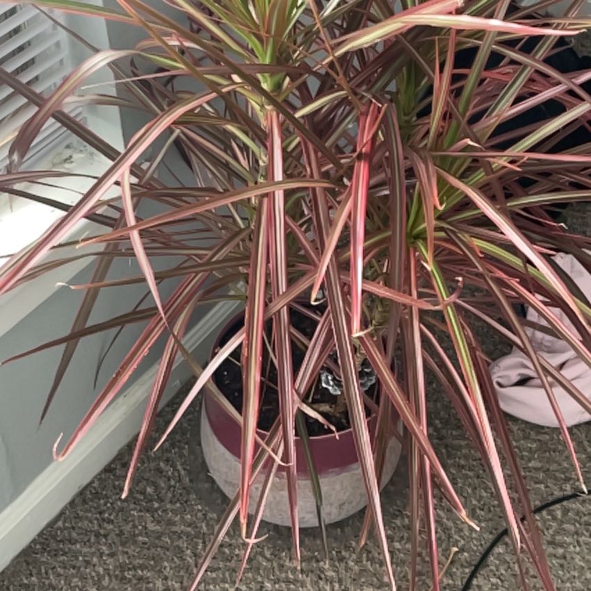 Photo of the plant species Dragon Tree by @FitCobnut27 named Drogo on Greg, the plant care app