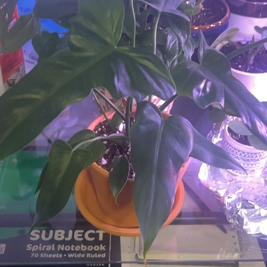 Photo of the plant species Philodendron Golden Dragon by @FitCobnut27 named Drake on Greg, the plant care app