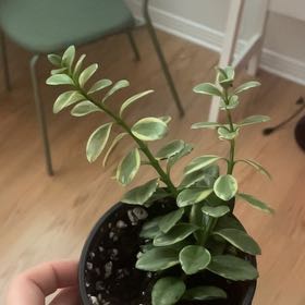 Photo of the plant species Hypocerta Variegata by @gabmo34 named unnamed 5 on Greg, the plant care app