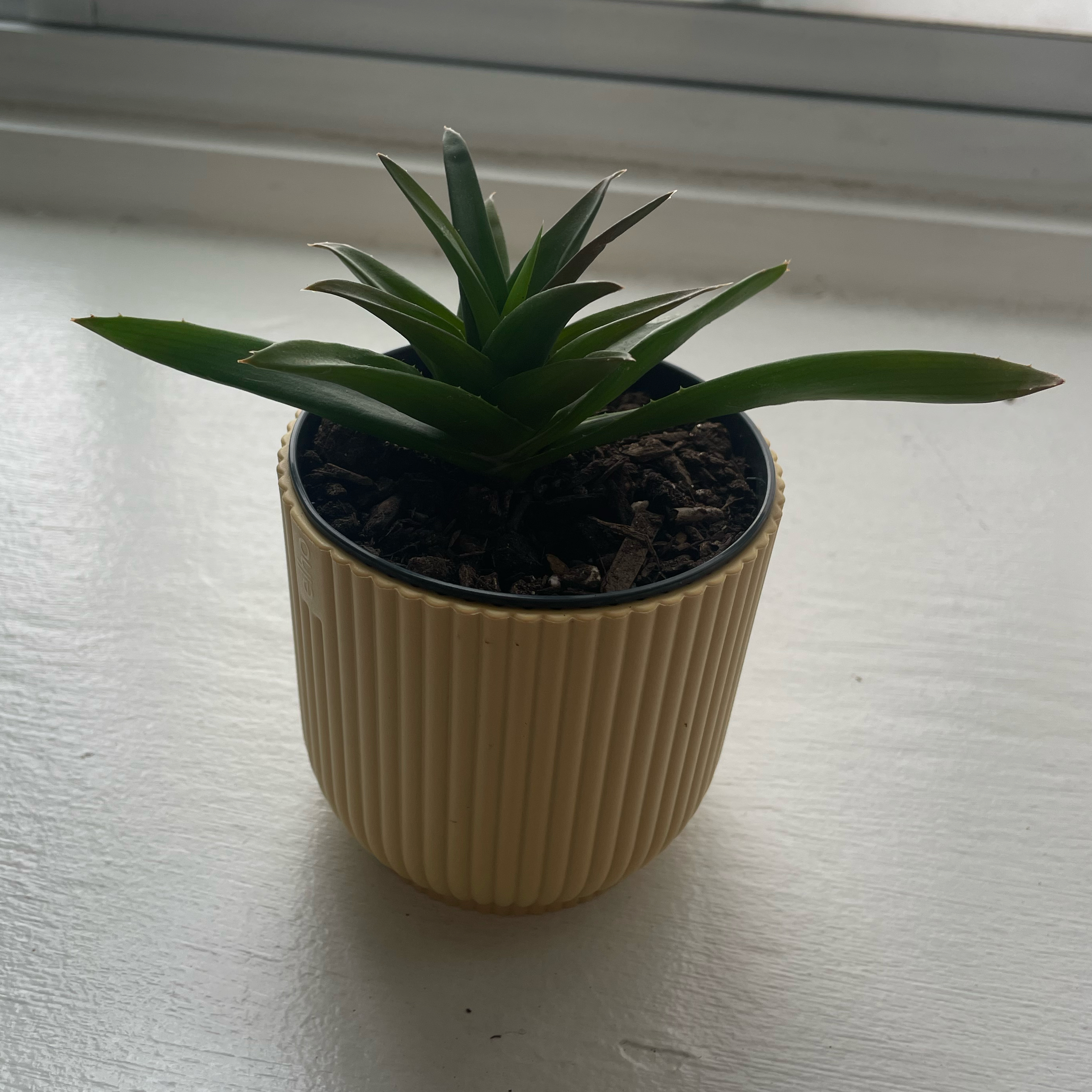 Photo of the plant species Haworthia pentagona by @gabmo34 named Lewis on Greg, the plant care app
