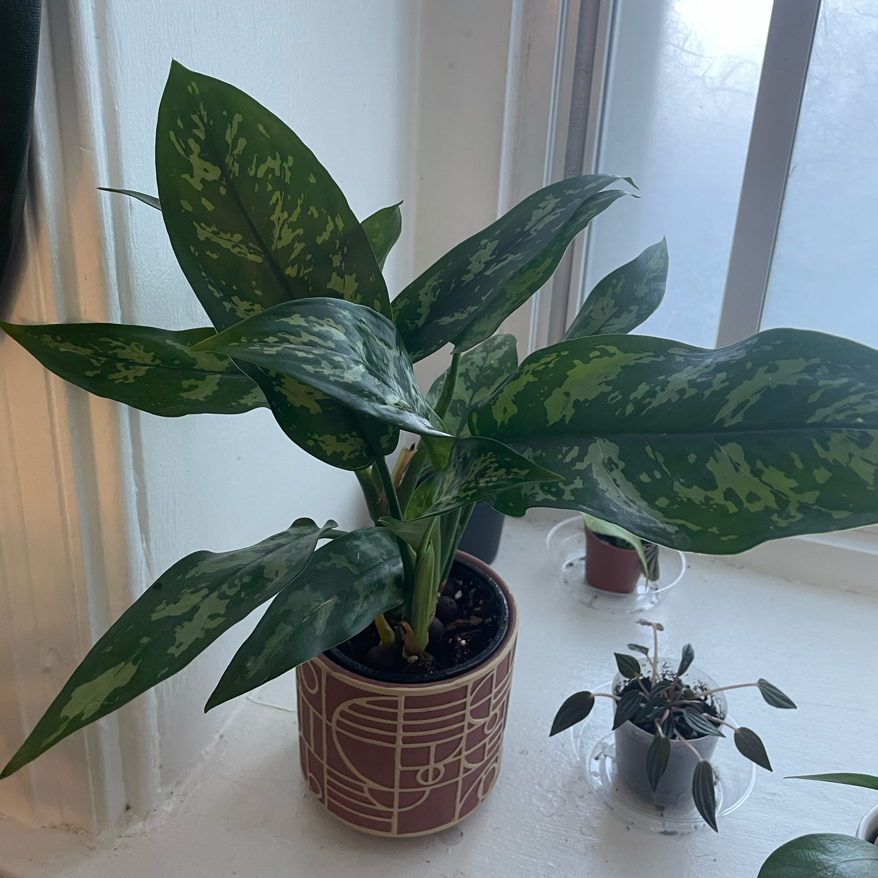 Photo of the plant species Aglaonema 'Maria' by @gabmo34 named Brock on Greg, the plant care app