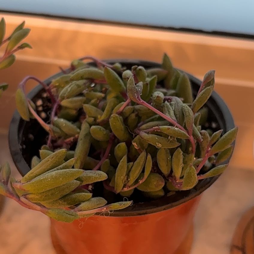 Photo of the plant species Othonna Capensis Ruby Necklace by @InformedChia6 named Mollie on Greg, the plant care app