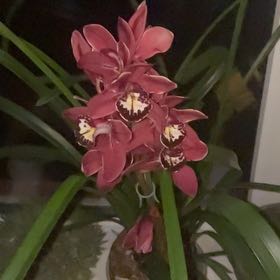 Photo of the plant species Finlayson's Cymbidium by @RestfulCowslip5 named Ronaldo on Greg, the plant care app