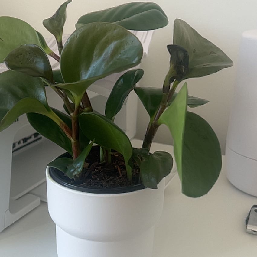 Photo of the plant species Himalayamix peperomia by @LitheSeraphina named Queen on Greg, the plant care app