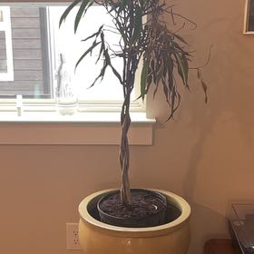 Photo of the plant species Ficus by @LeadRedash73 named da Vinci on Greg, the plant care app