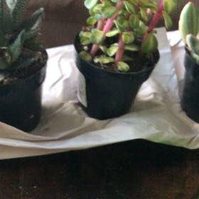Photo of the plant species Succulent by @HeartySyngonium named Coco on Greg, the plant care app
